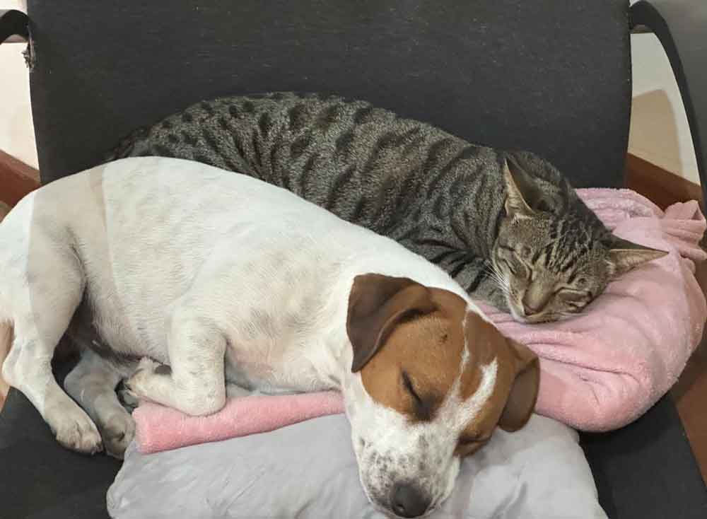 young Jack Russell laying with a cat