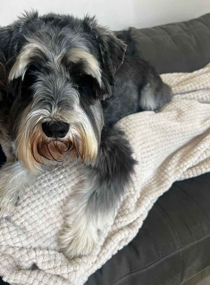 Miniature Schnauzer