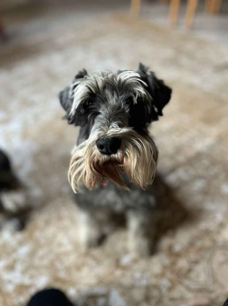 Min Schnauzer