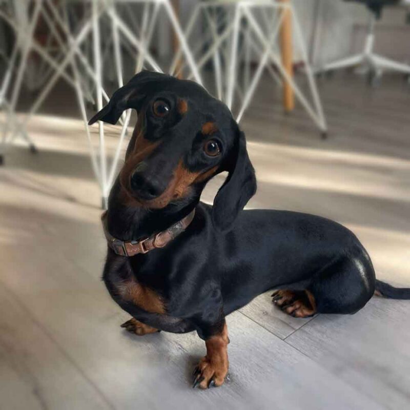 3-year-old female mini Dachshund