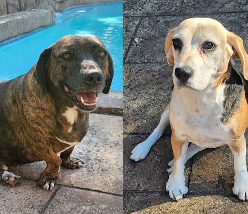 Adopt Rosie or Flash