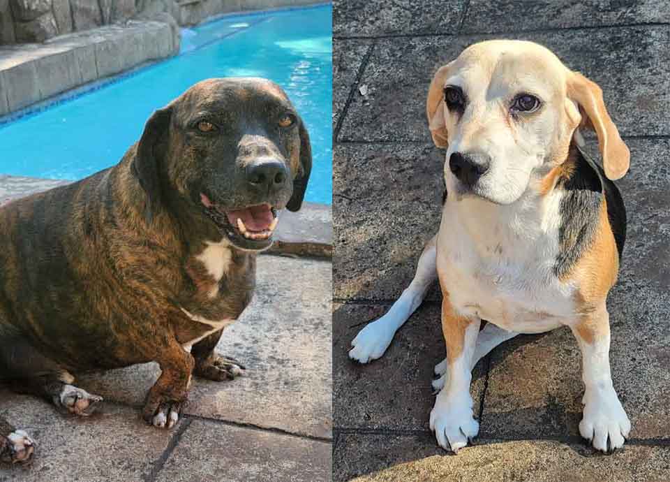 #189 Gauteng, Randburg ~ Adopt Rosie or Flash 1 Adopt Rosie or Flash