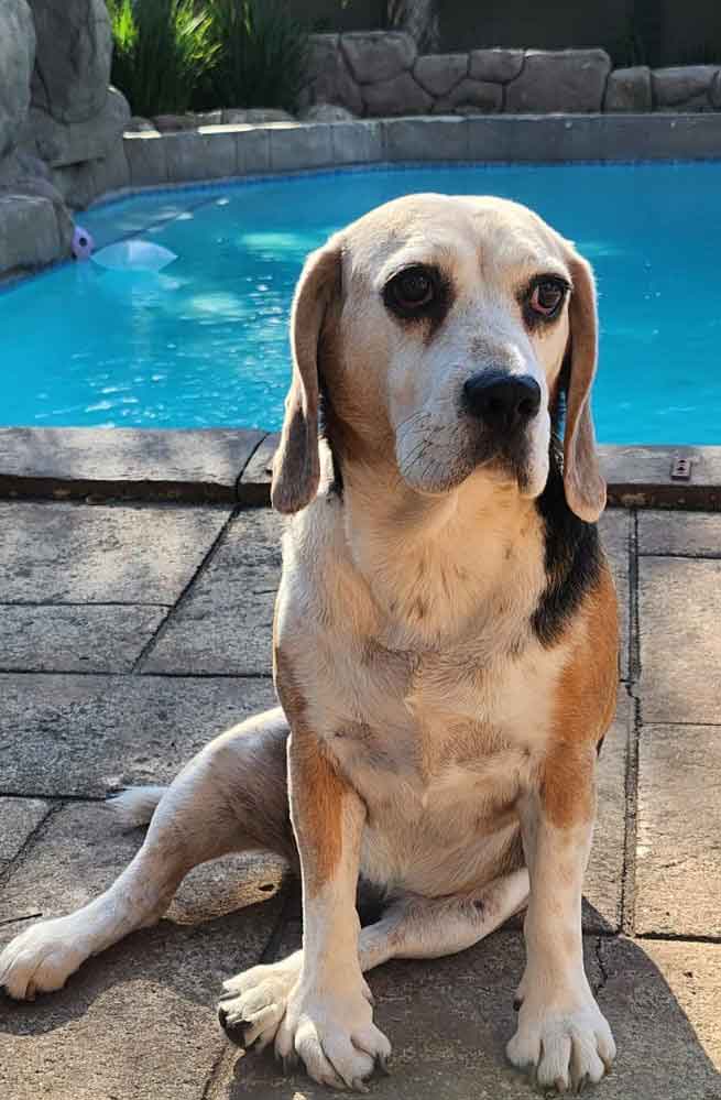 #189 Gauteng, Randburg ~ Adopt Rosie or Flash 3 8-year-old female Beagle