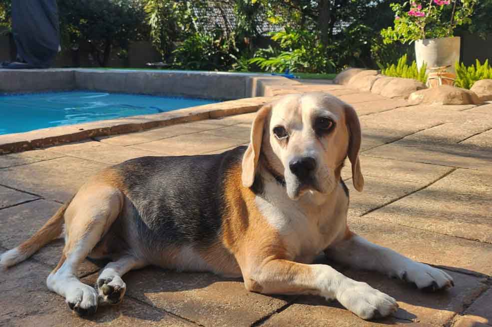#189 Gauteng, Randburg ~ Adopt Rosie or Flash 4 8-year-old female Beagle