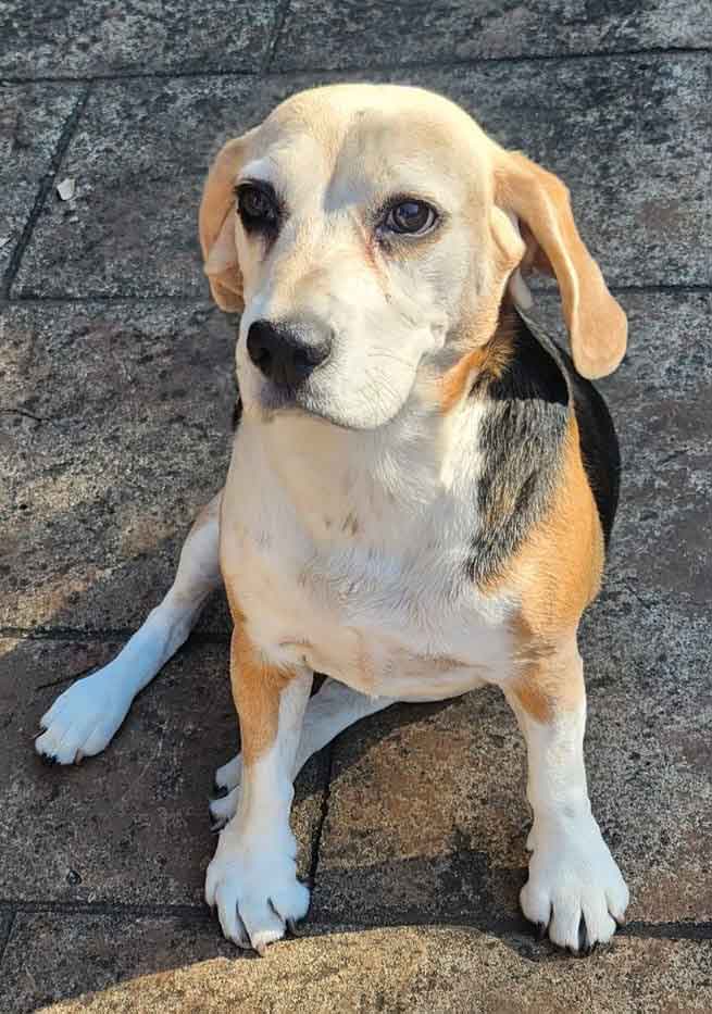 #189 Gauteng, Randburg ~ Adopt Rosie or Flash 2 Rosie female Beagle 5