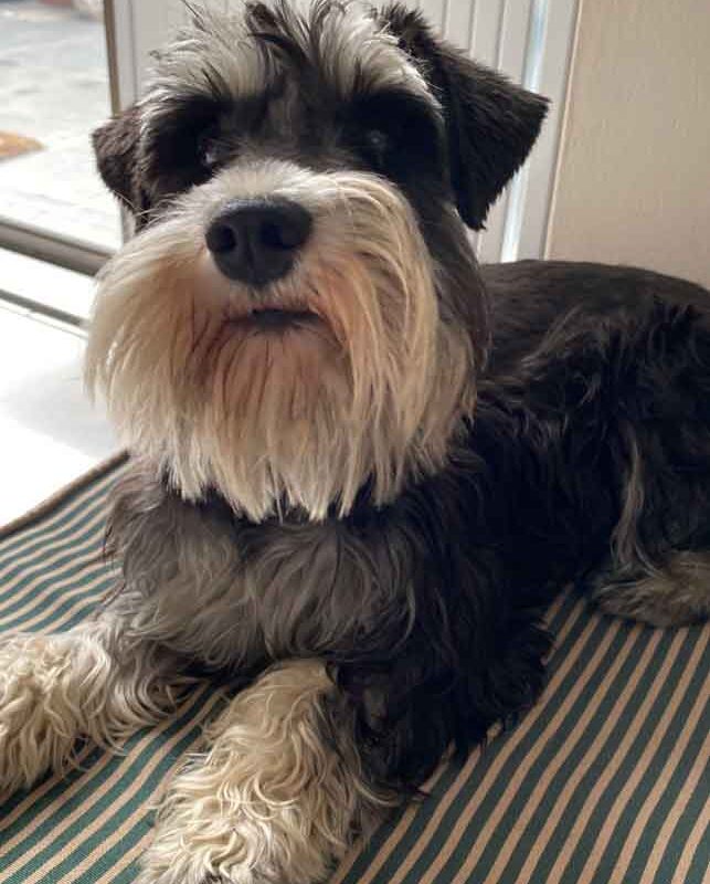 Female Miniature Schnauzer Rosie
