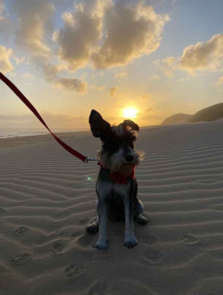 3-year-old female Miniature Schnauzer