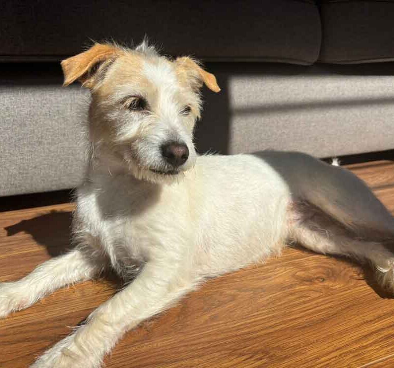 Skye Long-Hair Jack Russell