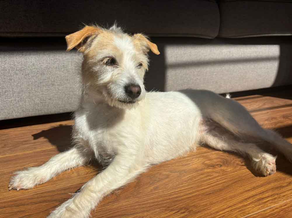 #196 ALREADY ADOPTED - Gauteng, Krugersdorp ~ Skye Long-Hair Jack Russell 1 Skye Long-Hair Jack Russell