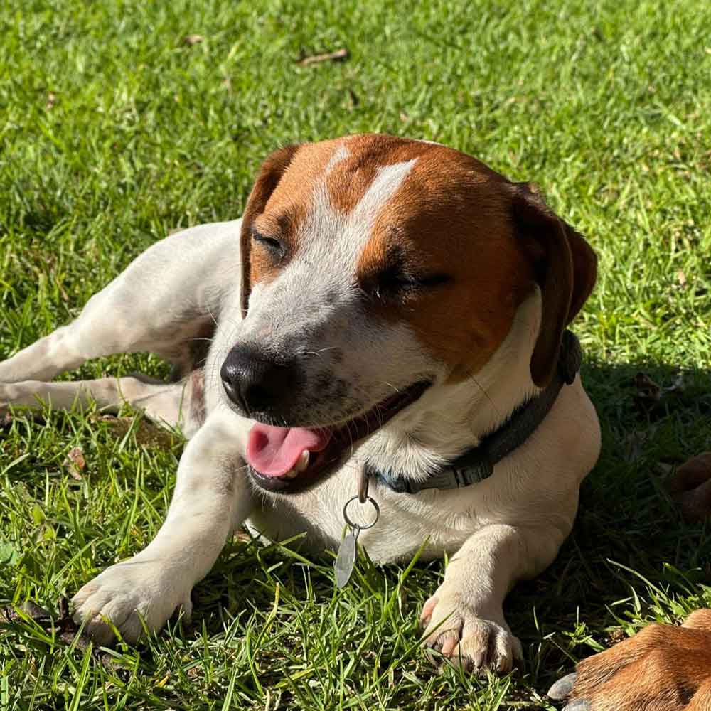 short legged Jack Russell male
