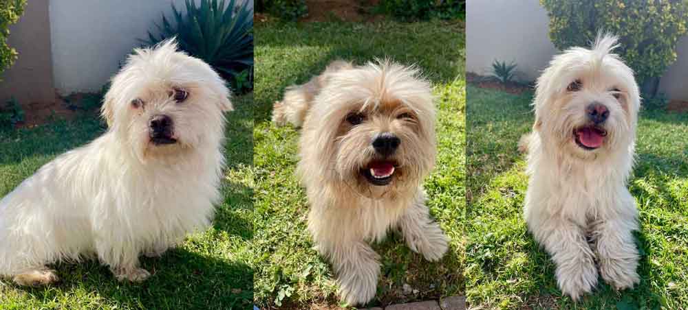 #201 Gauteng, Vereeniging ~ Adopt a Peekapoo 1 Adopt a Peekapoo