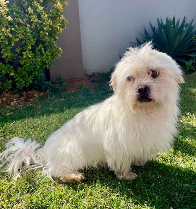 Bailey male Peekapoo