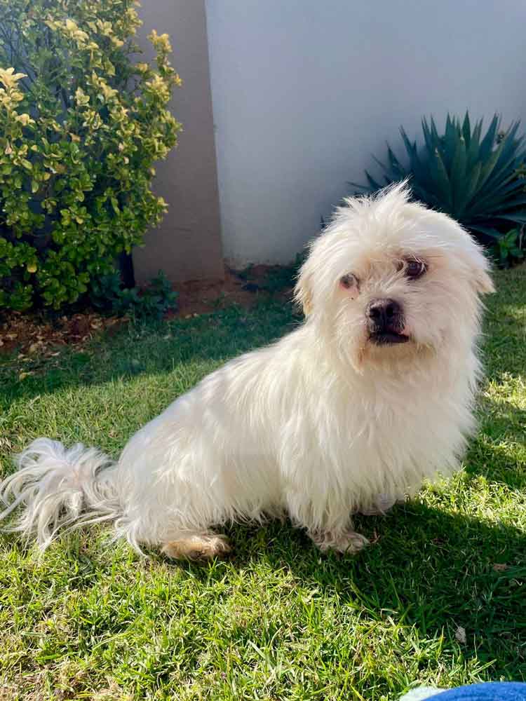 #201 Gauteng, Vereeniging ~ Adopt a Peekapoo 2 Bailey male Peekapoo