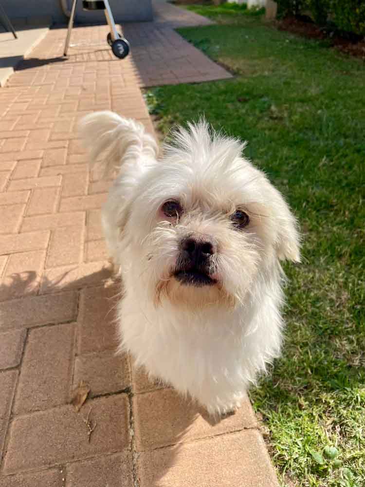 #201 Gauteng, Vereeniging ~ Adopt a Peekapoo 3 Bailey male Peekapoo