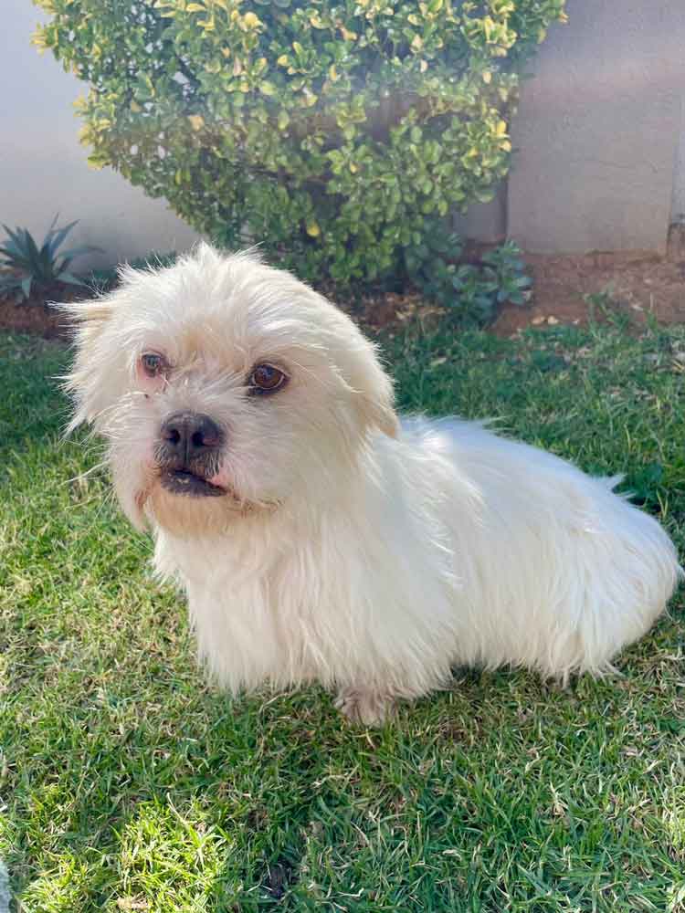 #201 Gauteng, Vereeniging ~ Adopt a Peekapoo 4 Bailey male Peekapoo