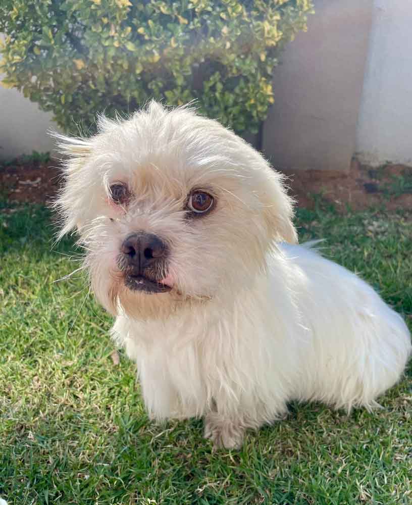 #201 Gauteng, Vereeniging ~ Adopt a Peekapoo 5 Bailey male Pekingese - Poodle