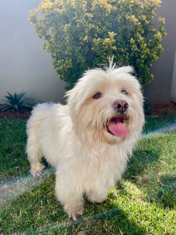 #201 Gauteng, Vereeniging ~ Adopt a Peekapoo 12 Coco male Peekapoo