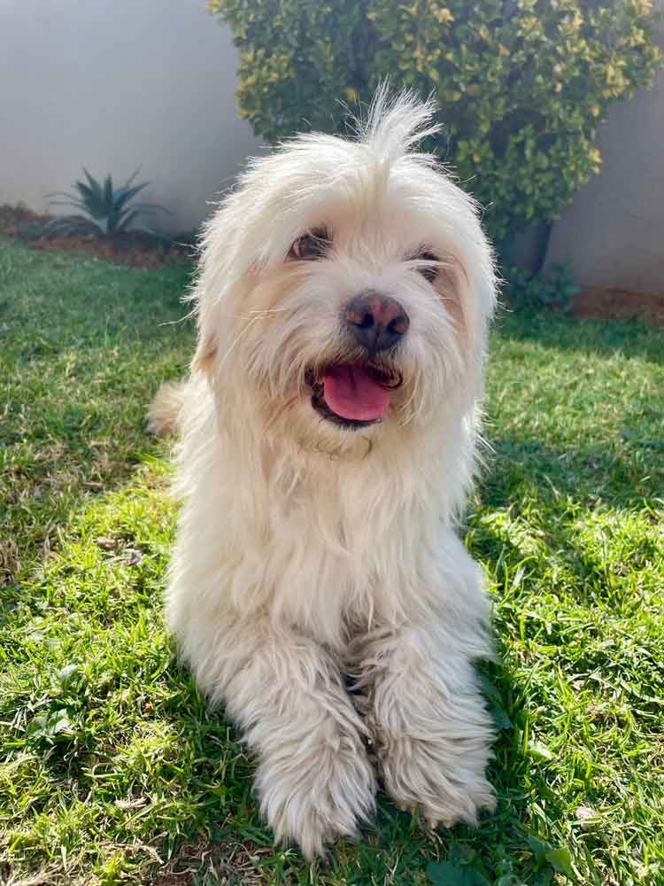 #201 Gauteng, Vereeniging ~ Adopt a Peekapoo 11 Coco male Peekapoo