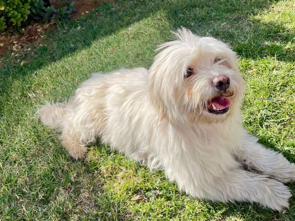 #201 Gauteng, Vereeniging ~ Adopt a Peekapoo 10 Bentley male Peekapoo