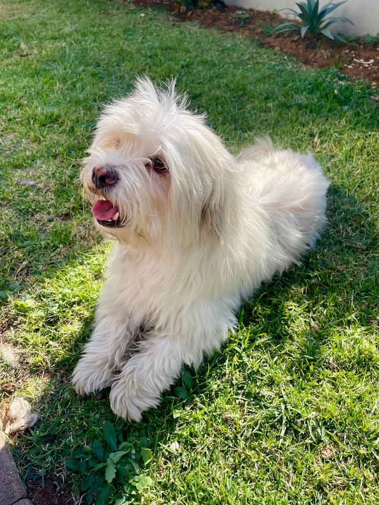 #201 Gauteng, Vereeniging ~ Adopt a Peekapoo 13 Coco male Peekapoo