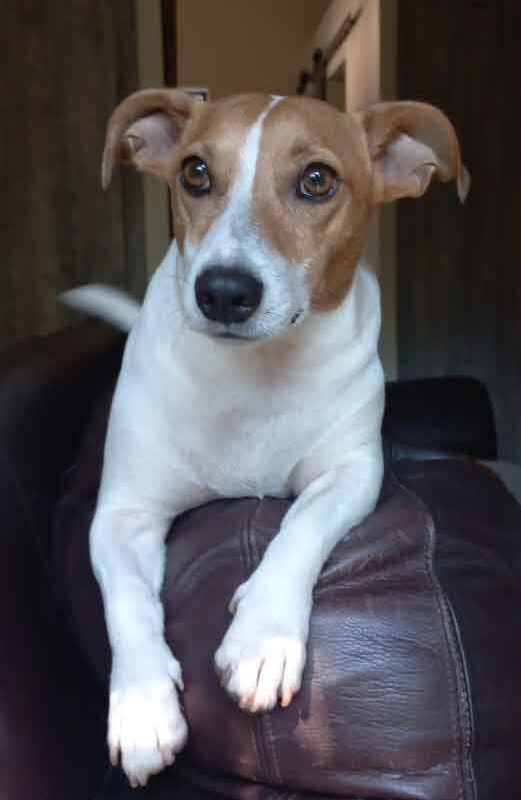 male Jack Russell