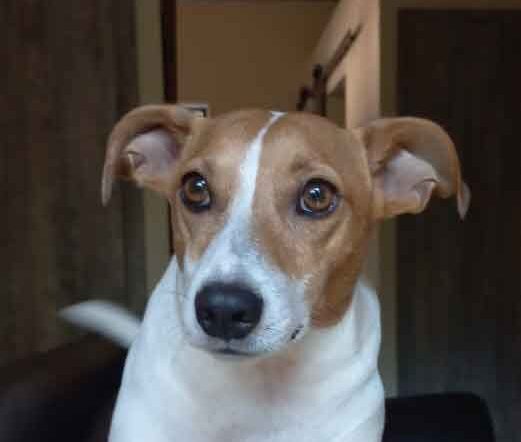 #200 ALREADY ADOPTED – Gauteng, Pretoria ~ Male Jack Russell Boesman