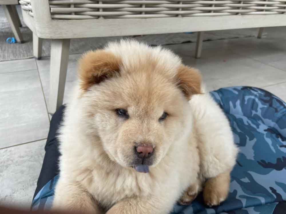 8-week-old male Chow Chow puppy