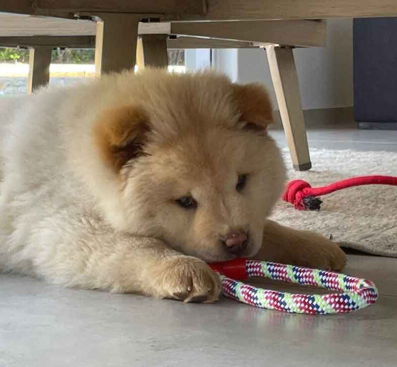 Chow Chow Puppy