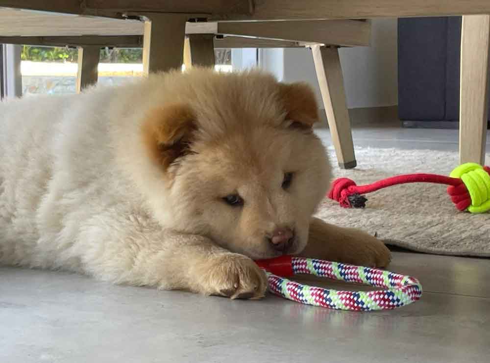 #203 ALREADY ADOPTED – Gauteng, Alberton ~ Chow Chow Puppy