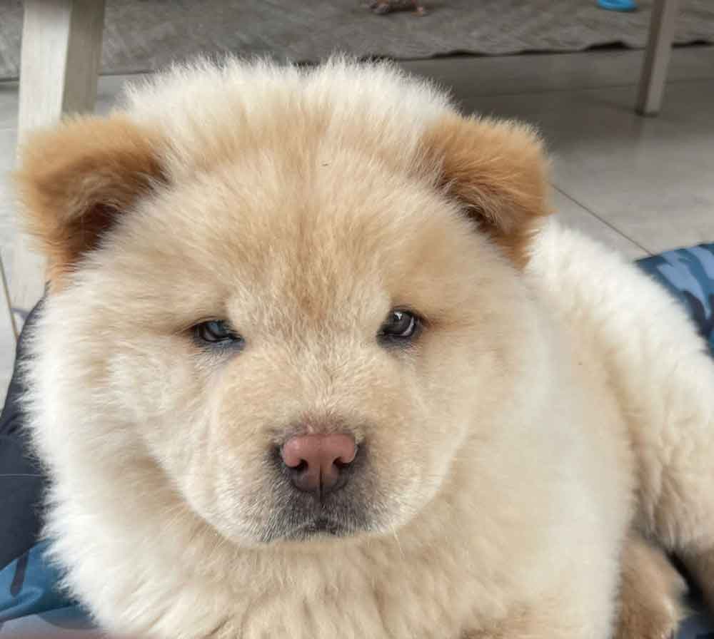 8-week-old male Chow Chow puppy