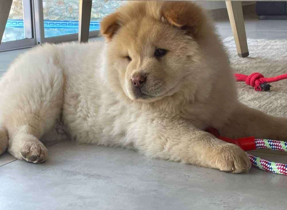 Chow Chow Puppy