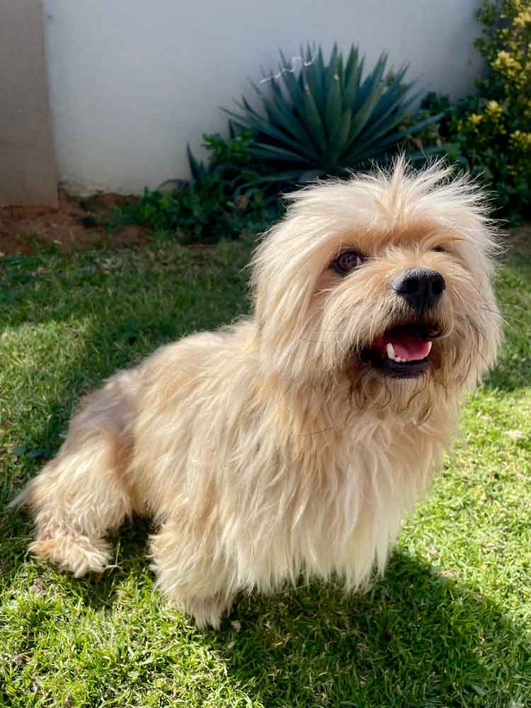 #201 Gauteng, Vereeniging ~ Adopt a Peekapoo 7 Coco male Peekapoo
