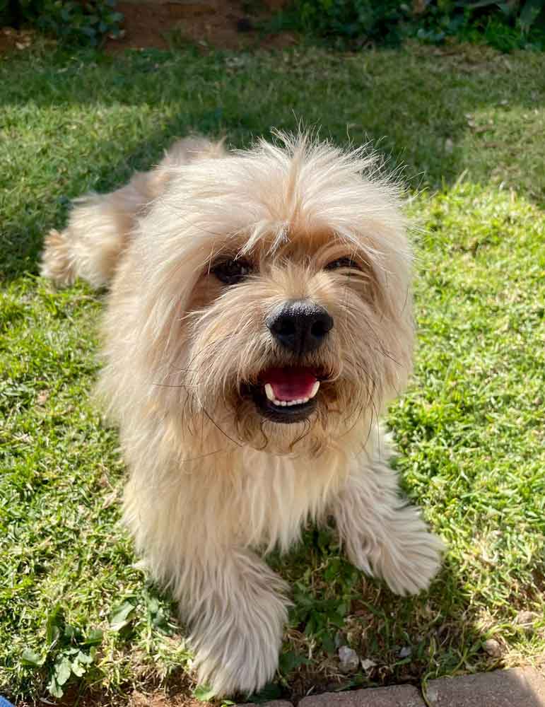 #201 Gauteng, Vereeniging ~ Adopt a Peekapoo 6 Coco male Peekapoo