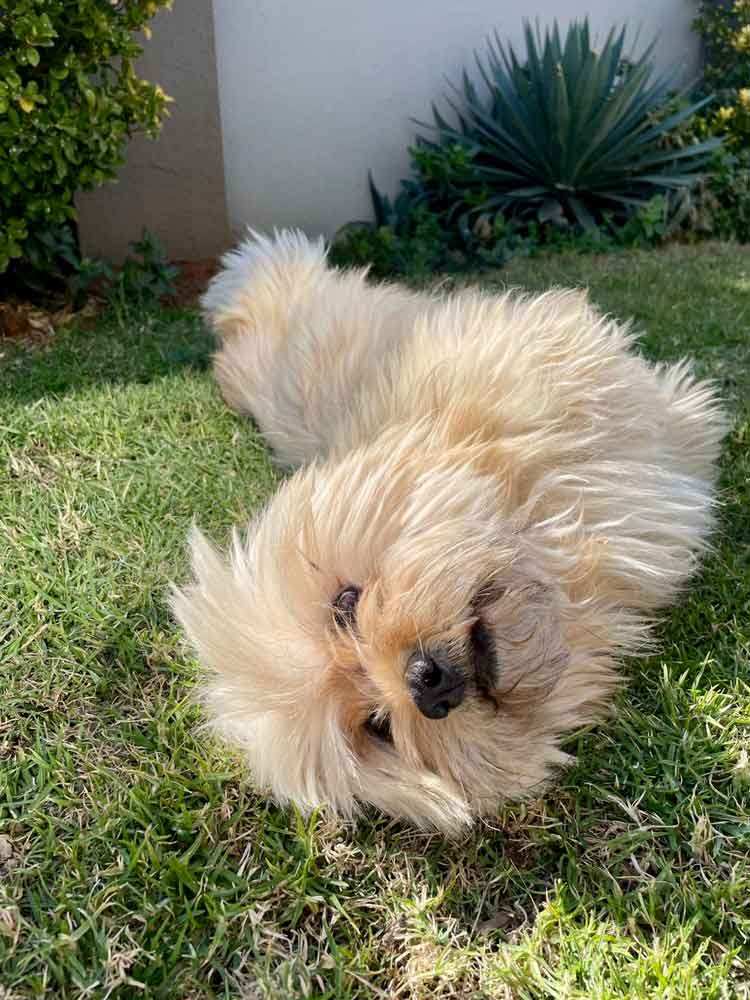 #201 Gauteng, Vereeniging ~ Adopt a Peekapoo 8 Coco male Pekingese Poodle