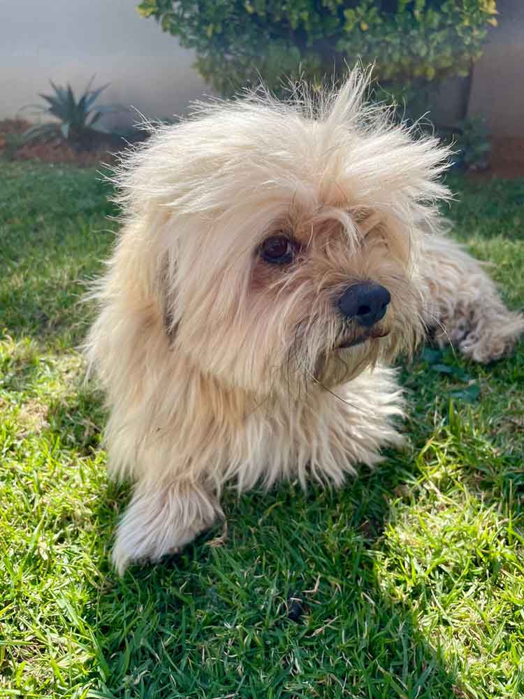 #201 Gauteng, Vereeniging ~ Adopt a Peekapoo 9 Coco male Pekingese Poodle