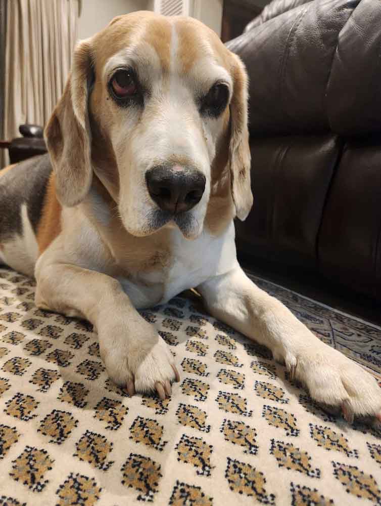 #199 Gauteng, Wendywood ~ Male Beagle Duks 1 Male Beagle Duks
