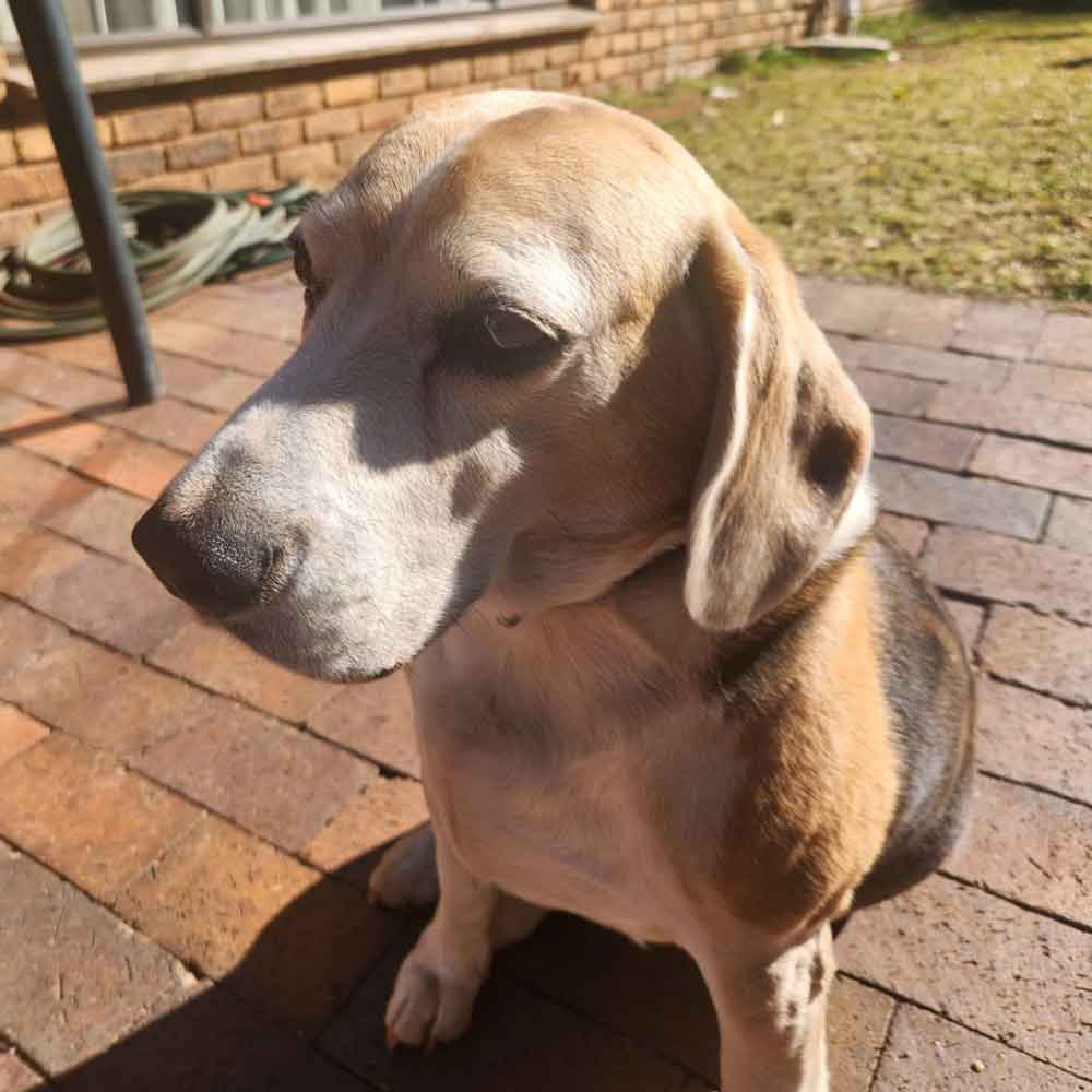 #199 Gauteng, Wendywood ~ Male Beagle Duks 4 male beagle