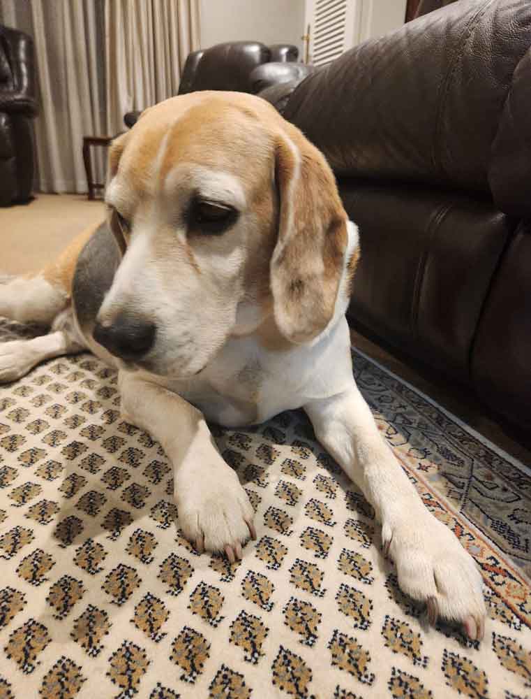 #199 Gauteng, Wendywood ~ Male Beagle Duks 3 senior Beagle