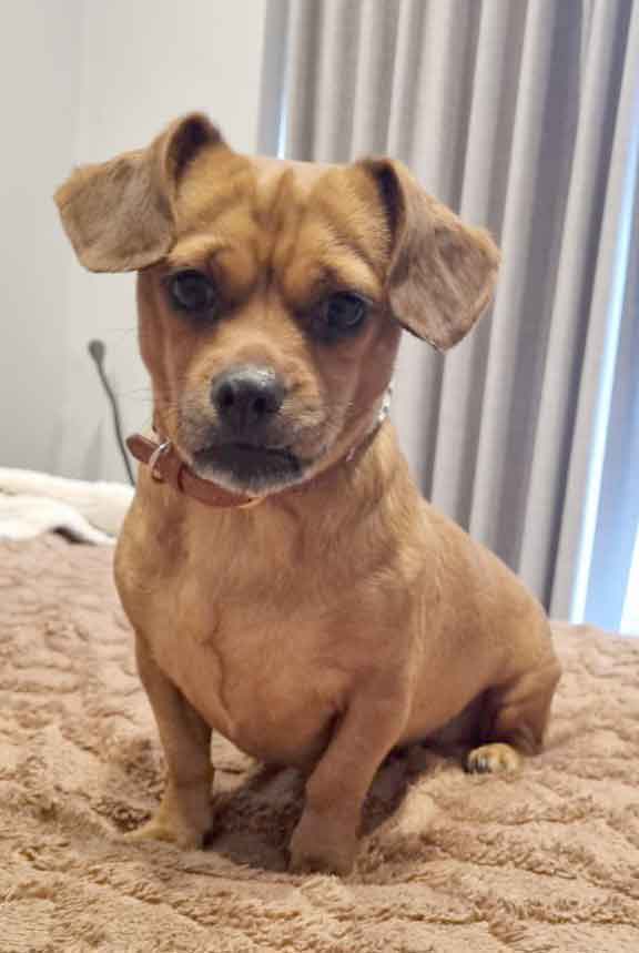 #204 ALREADY ADOPTED - Western Cape, Woodstock ~Female Daug 1 Female Daug