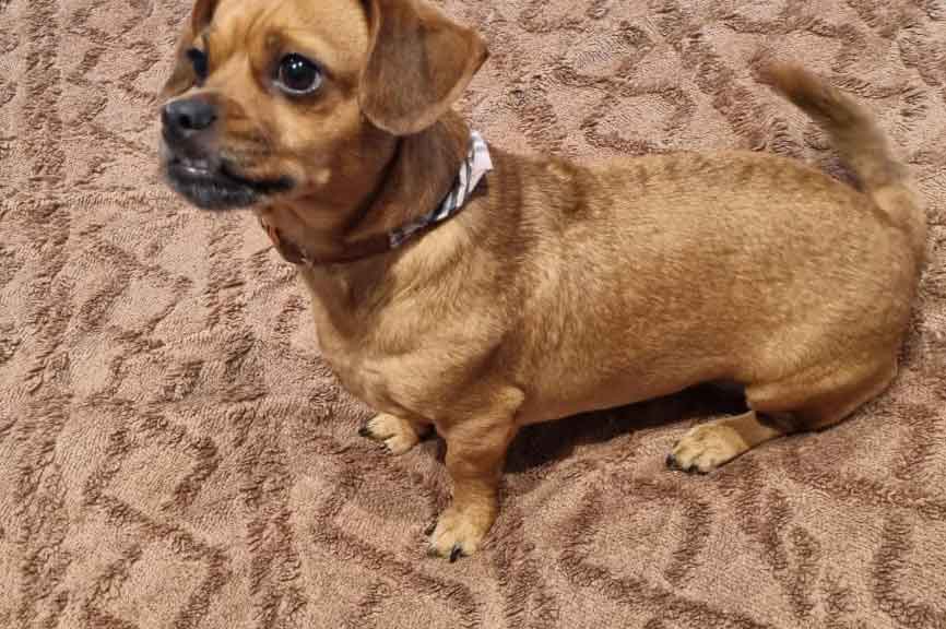 #204 ALREADY ADOPTED - Western Cape, Woodstock ~Female Daug 5 4-year-old female Daug