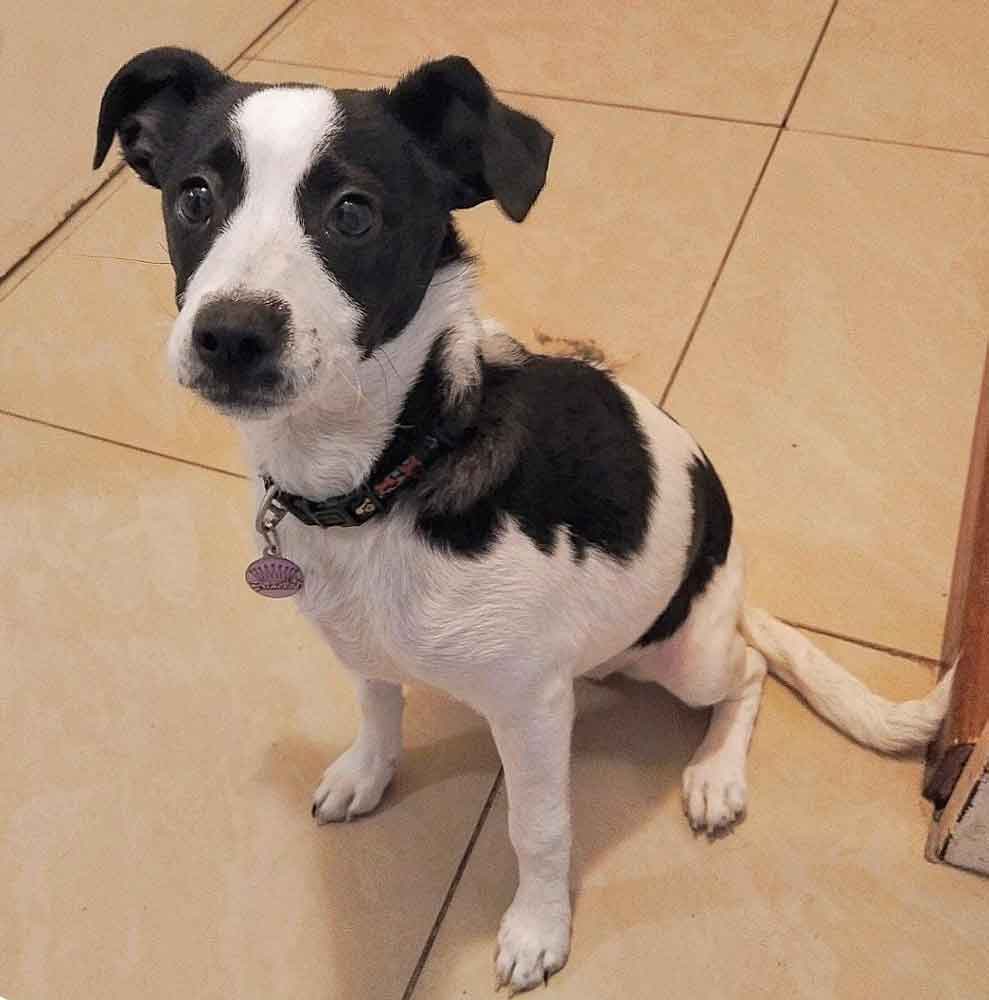 #207 Western Cape, Fish Hoek ~ Jack Russell Mix Puppy 1 Jack Russell Mix Puppy