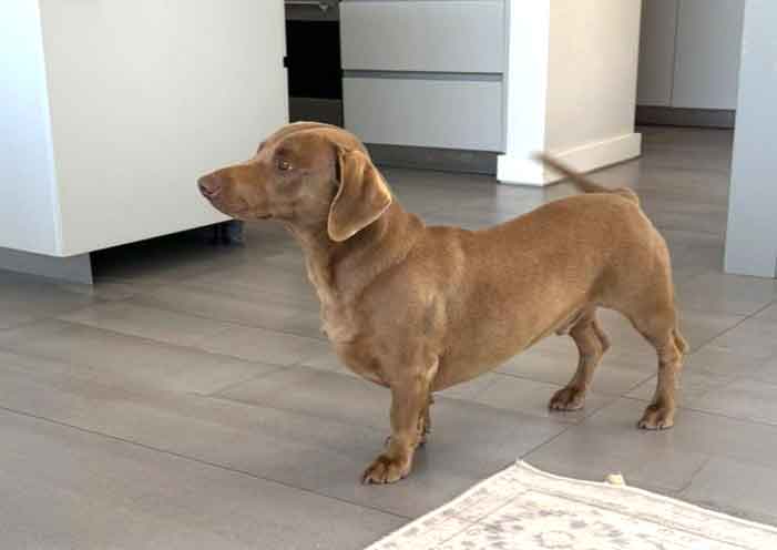 #209 KwaZulu-Natal, eMdloti ~ Weimaraner Dachshund Mix Kobi 1 Weimaraner Dachshund Mix