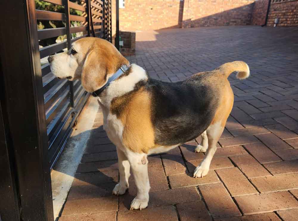 #199 ALREADY ADOPTED – Gauteng, Wendywood ~ Male Beagle Duks