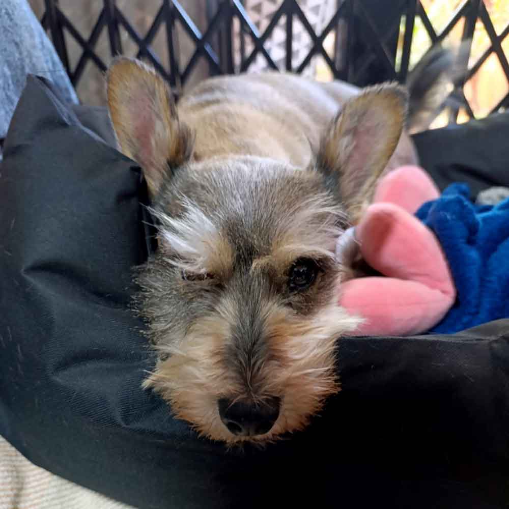 #208 ALREADY ADOPTED - Gauteng, Modderfontein ~ Male Snorkie Raisin 1 Male Snorkie Raisin