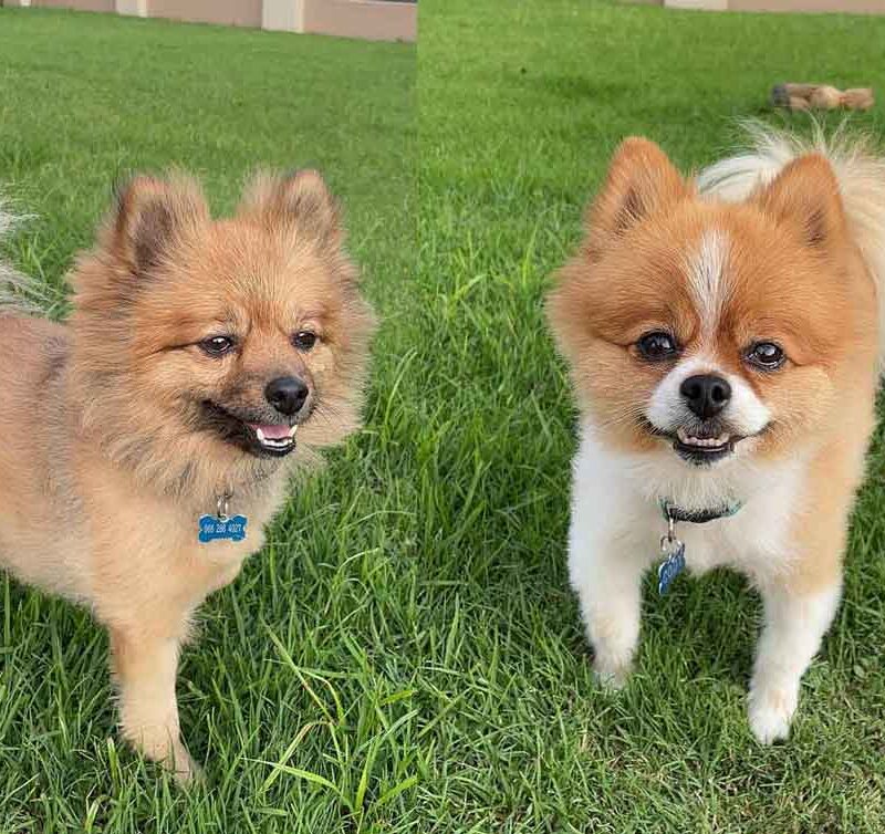 Toy Poms Roxy and Cody