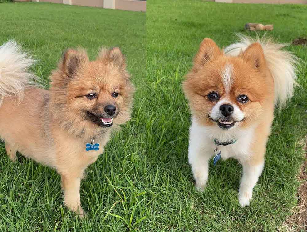 #197 Gauteng, Boksburg ~ Toy Poms Roxy and Cody 1 Toy Poms Roxy and Cody