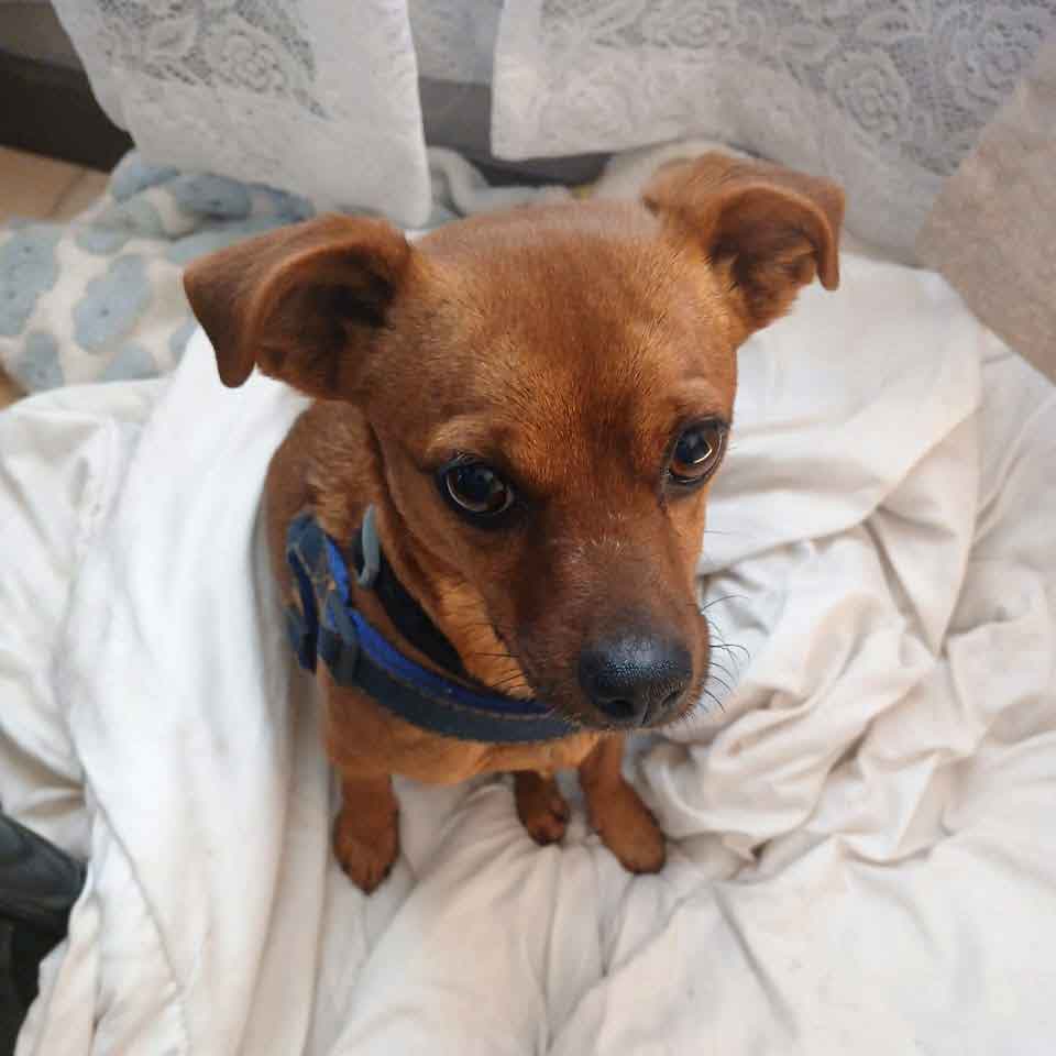 Urgent home for Chihuahua 