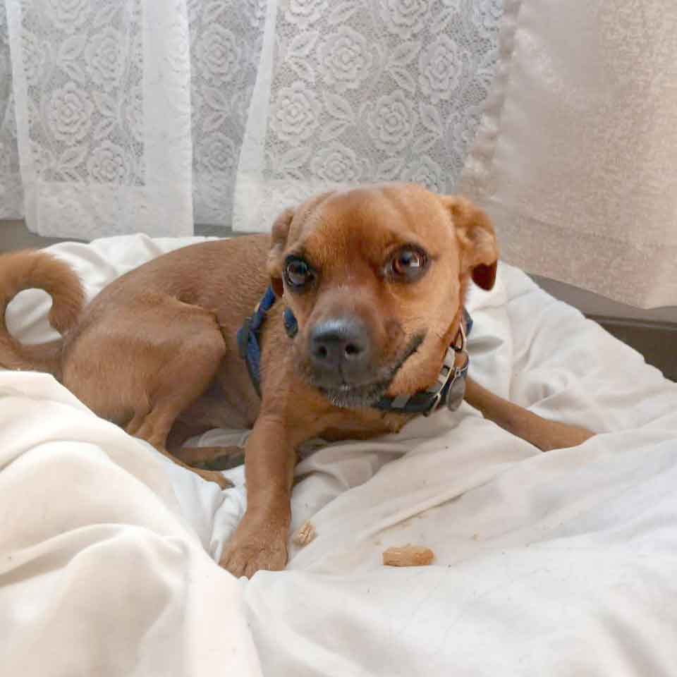 #202 ALREADY ADOPTED – Mpumalanga, White River ~ Urgent home for Chihuahua