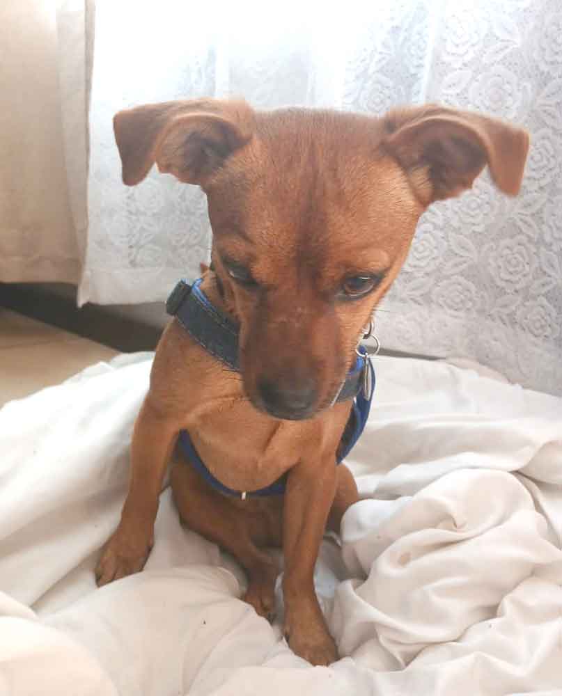 Sonic, a 3-year-old male Chihuahua cross,