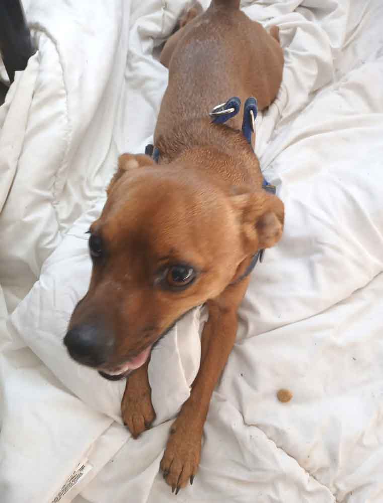 Sonic, a 3-year-old male Chihuahua cross,